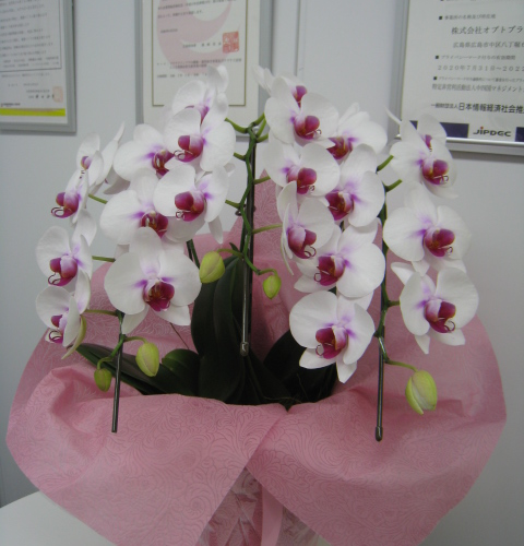胡蝶蘭の花言葉 Opt Planning ブログ 広島のwebシステム開発